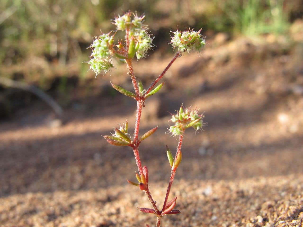 Chaetonychia 6