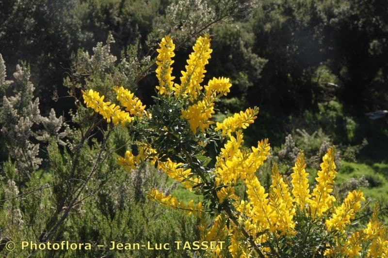 Genista z Madeiry 13
