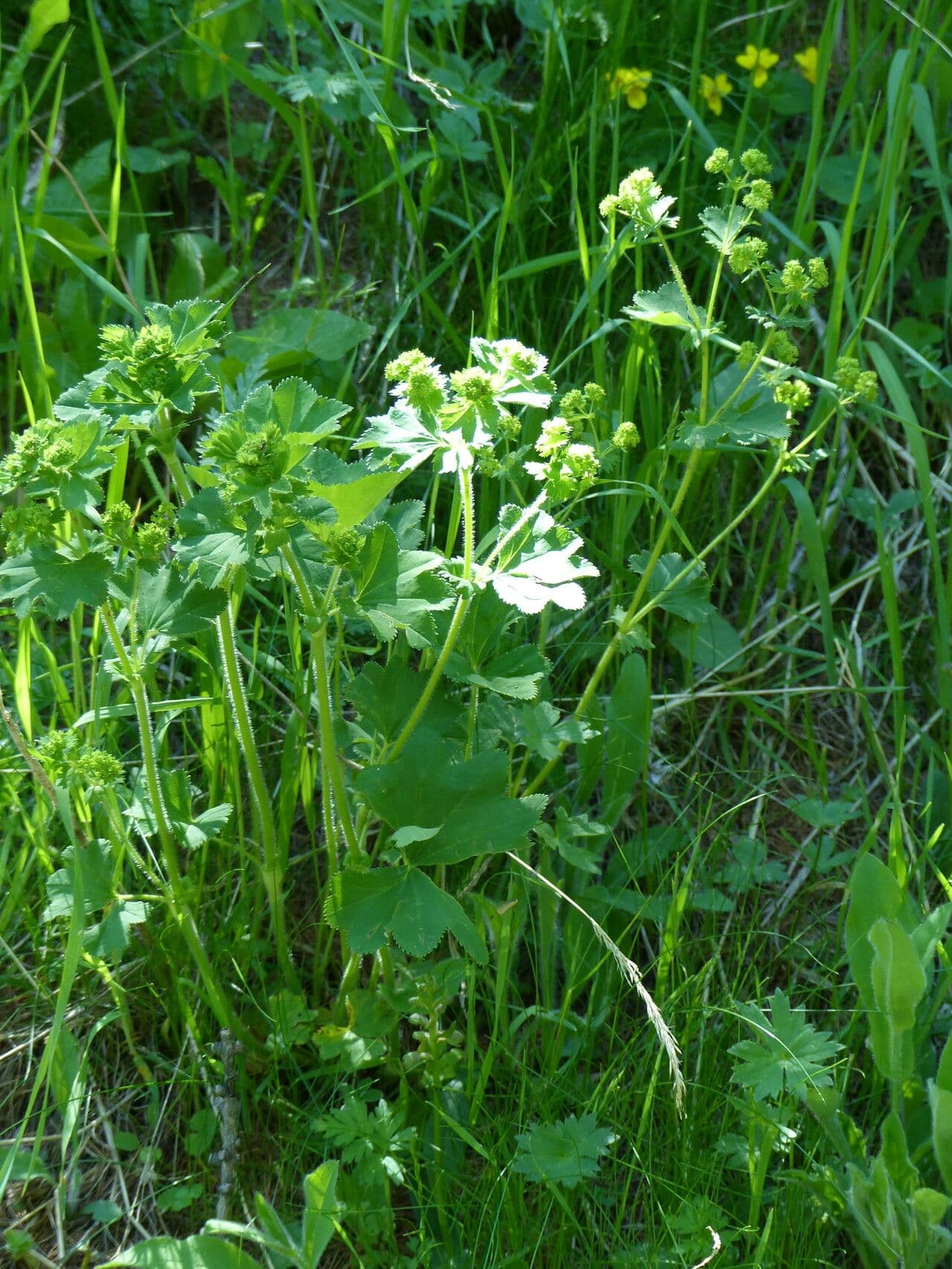 Alchemilla 9