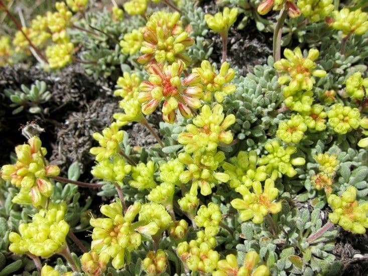 Eriogonum caespitosum 9