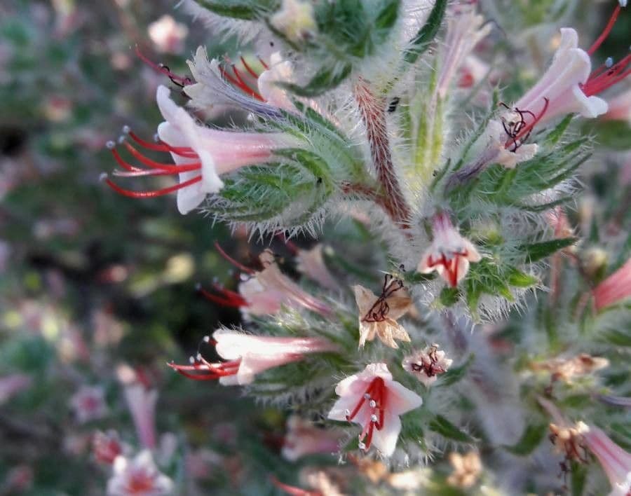 Echium asperrimum 7