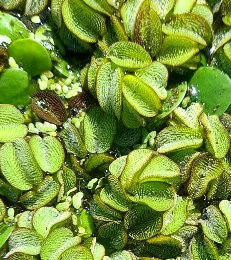Salvinia