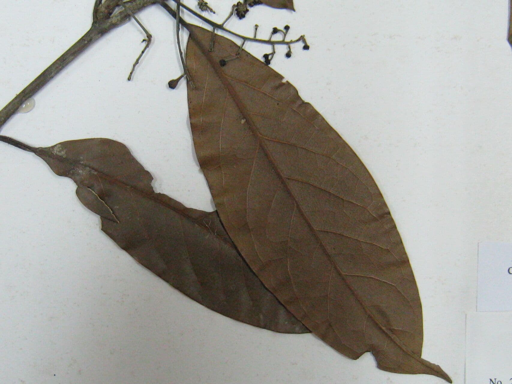 Licaria 8