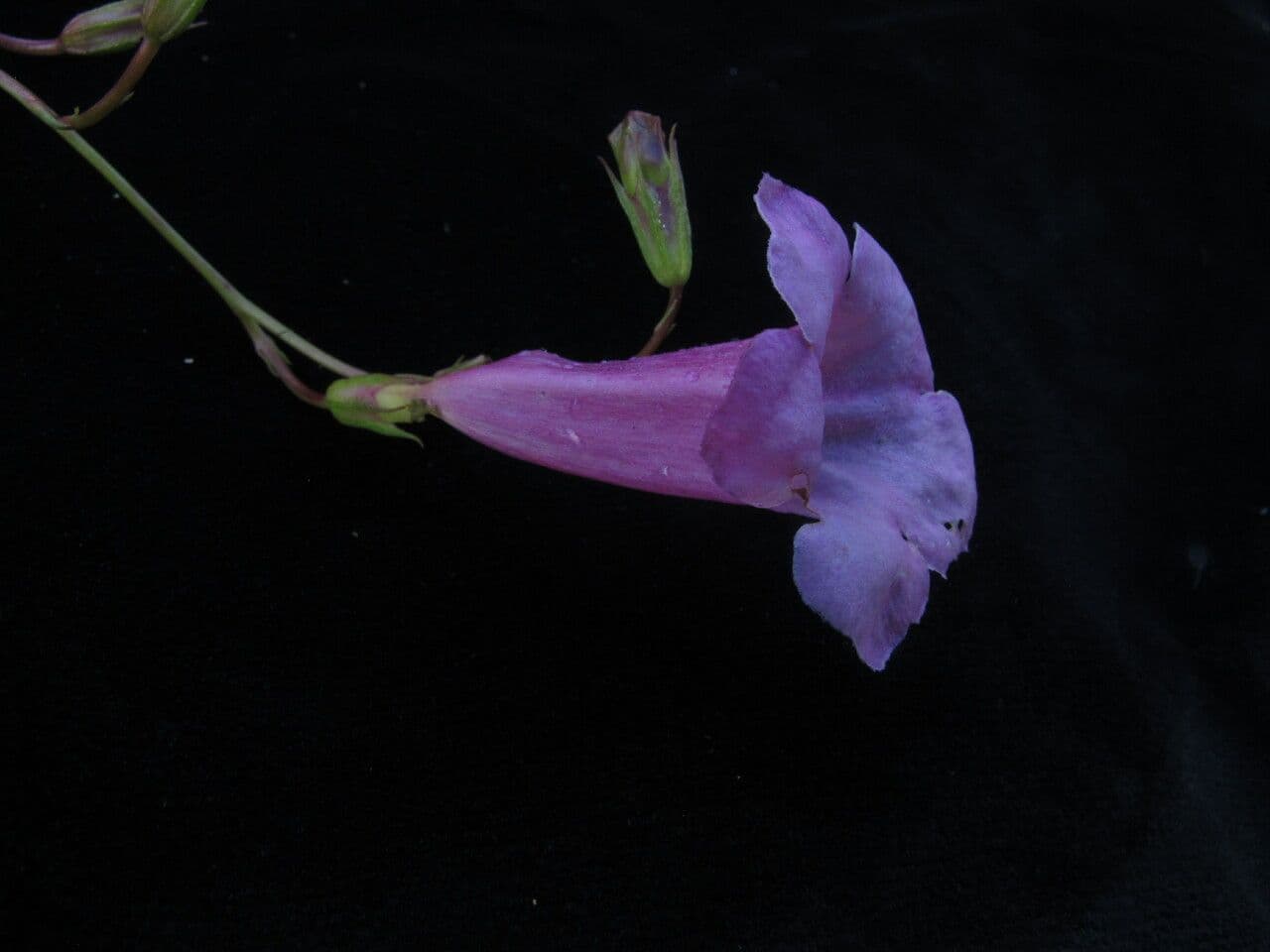 Incarvillea 3