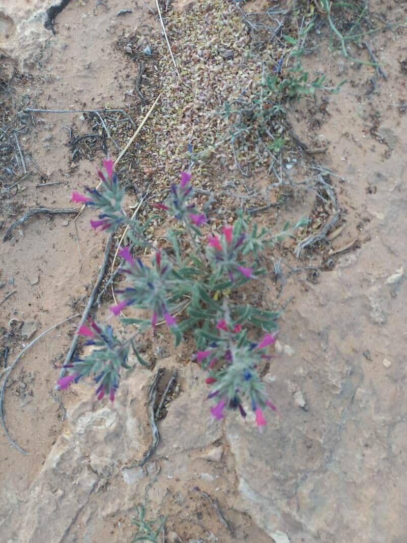 Echium humile 13
