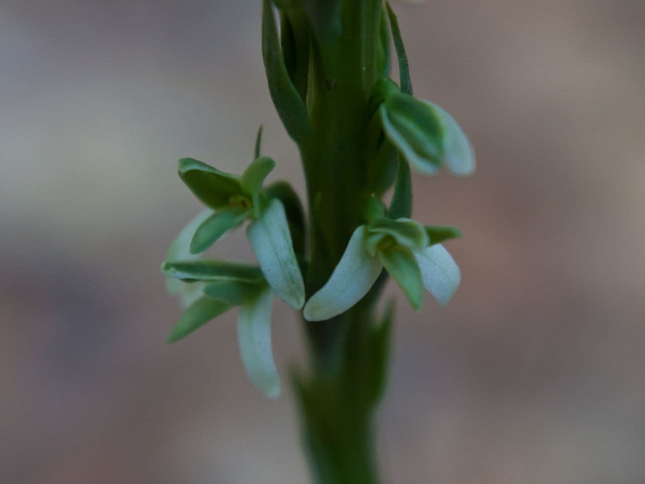 Piatentera elegante 2