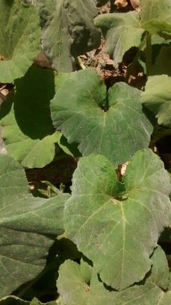 Bitter bottle gourd 16