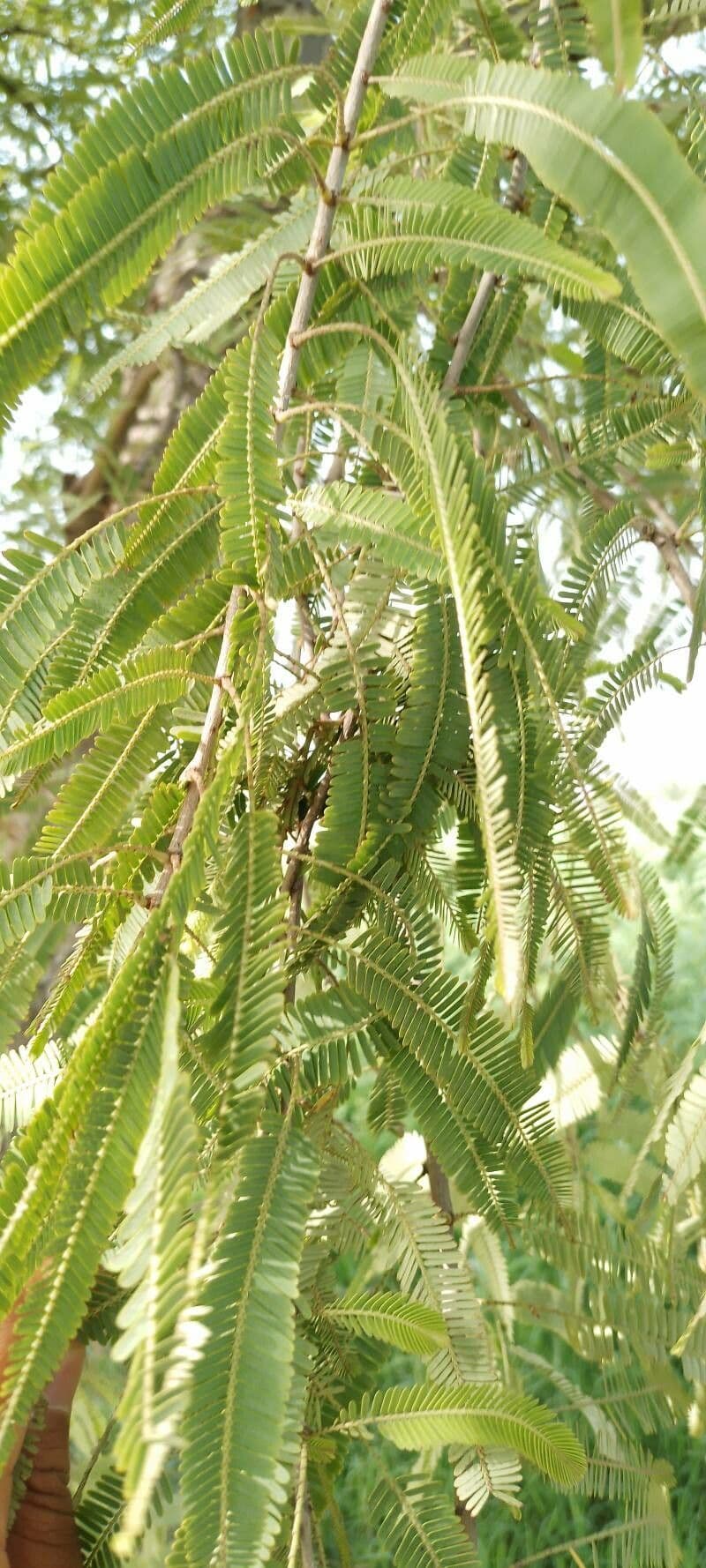 Amla 25