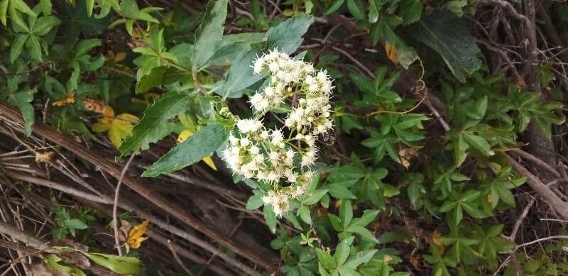 Baccharis 4