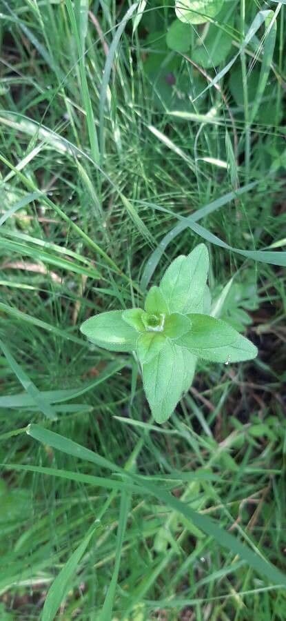 Galium 12