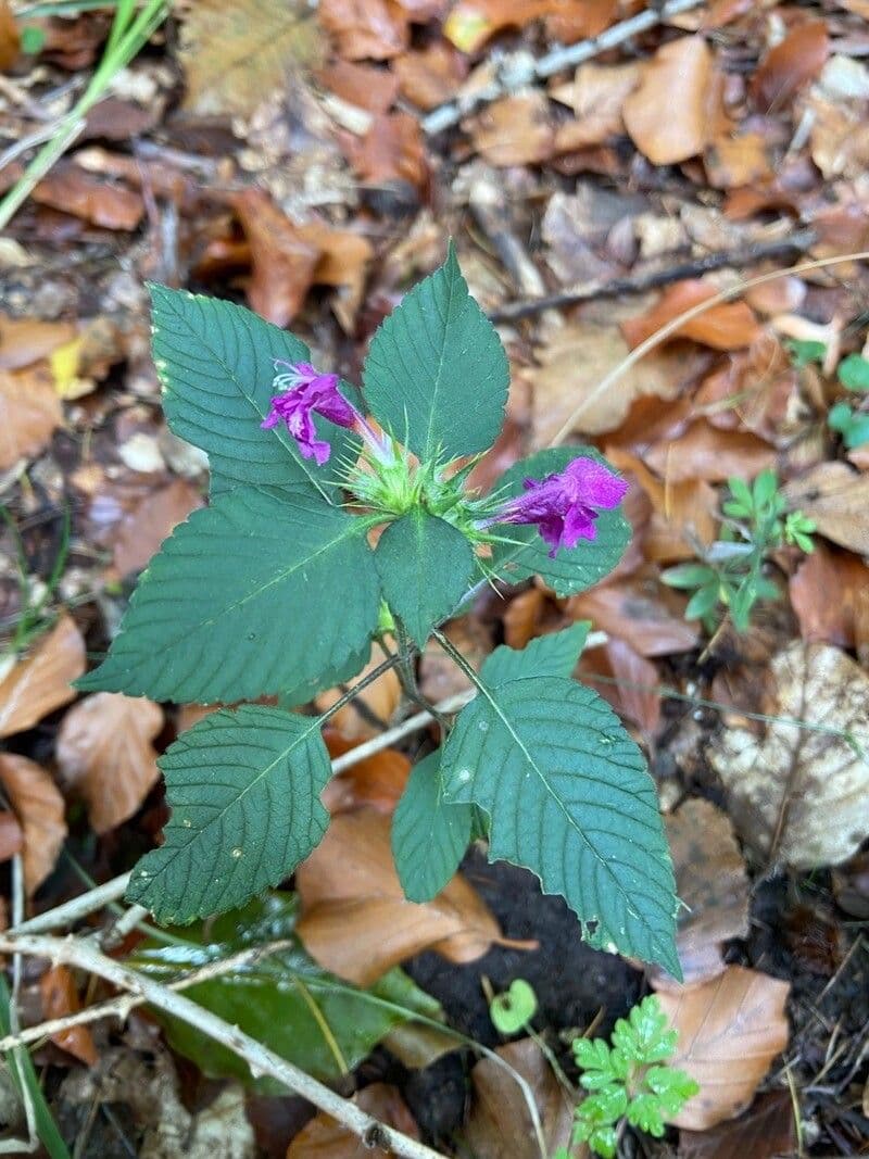 Canapa selvatica pubescente 10