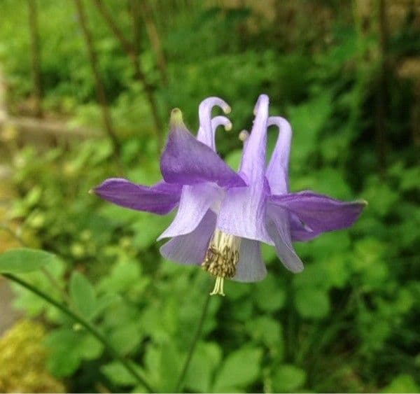 Alpine columbine 25