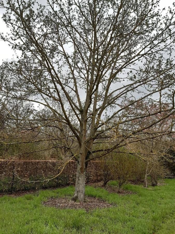 Pterocarya rhoifolia 15