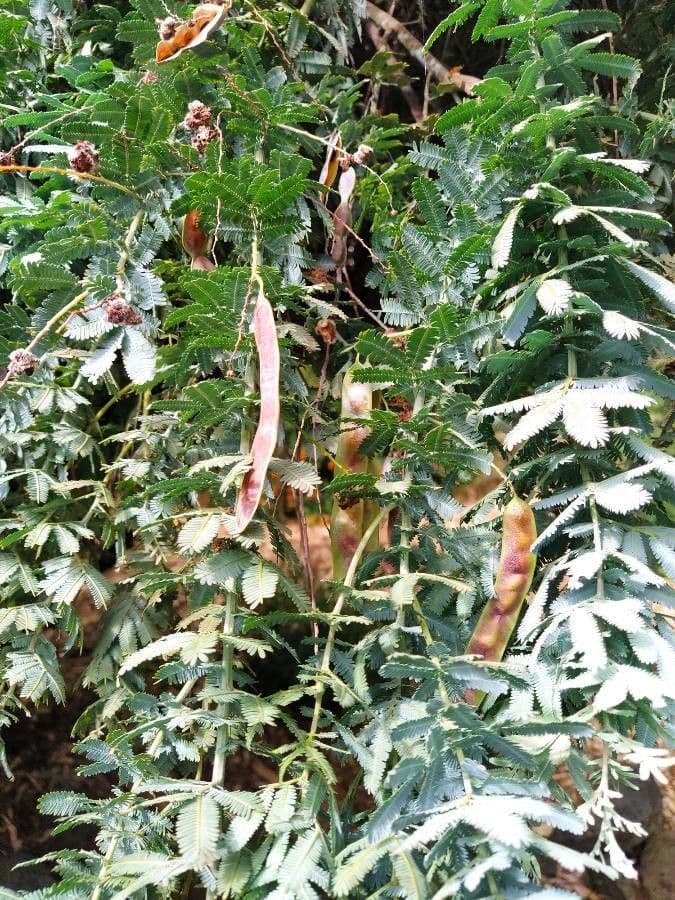 Acacia di Bailey 2