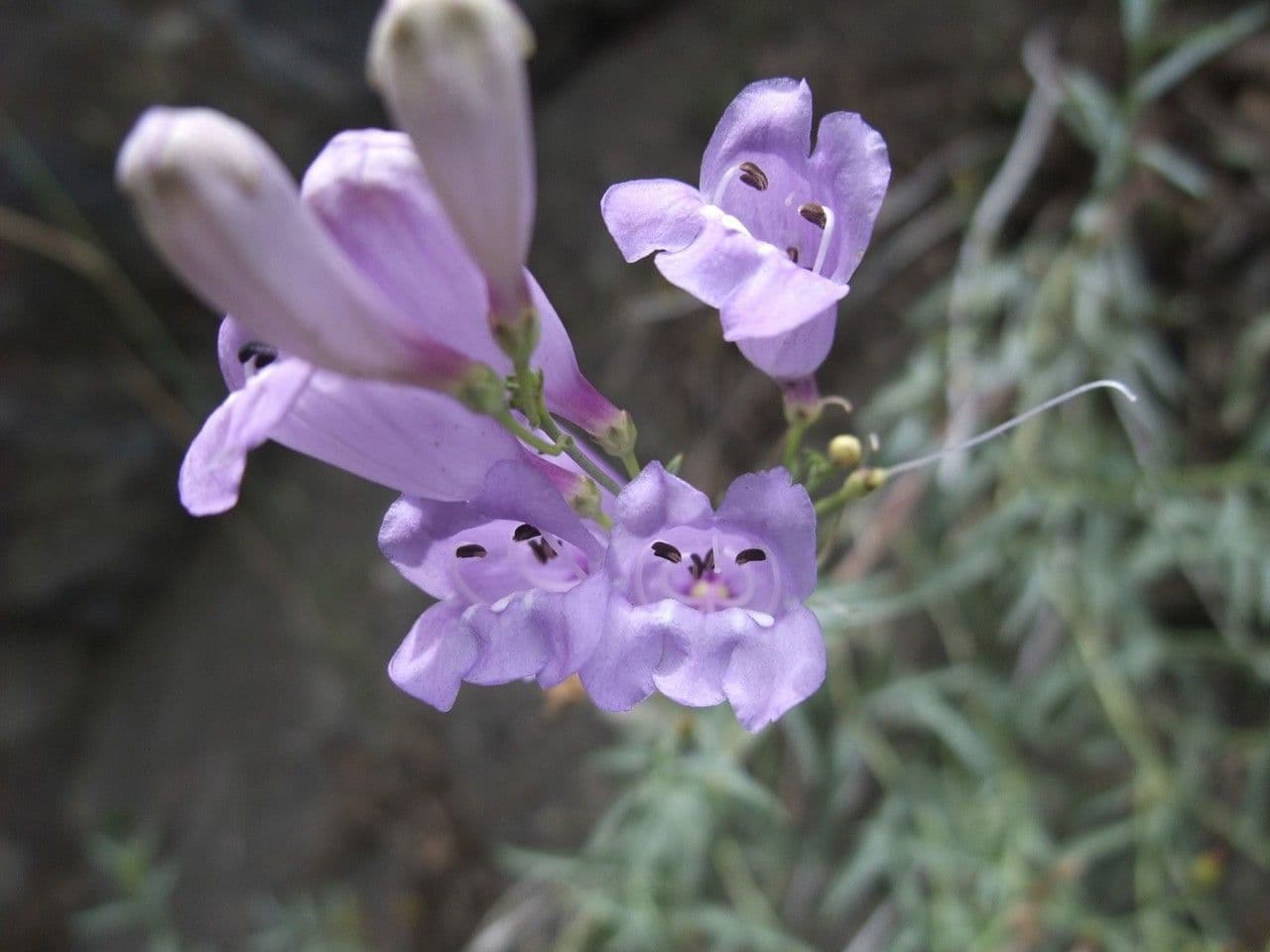 Penstemon