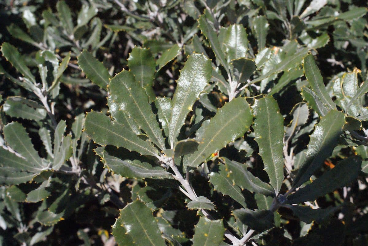 Banksia 16
