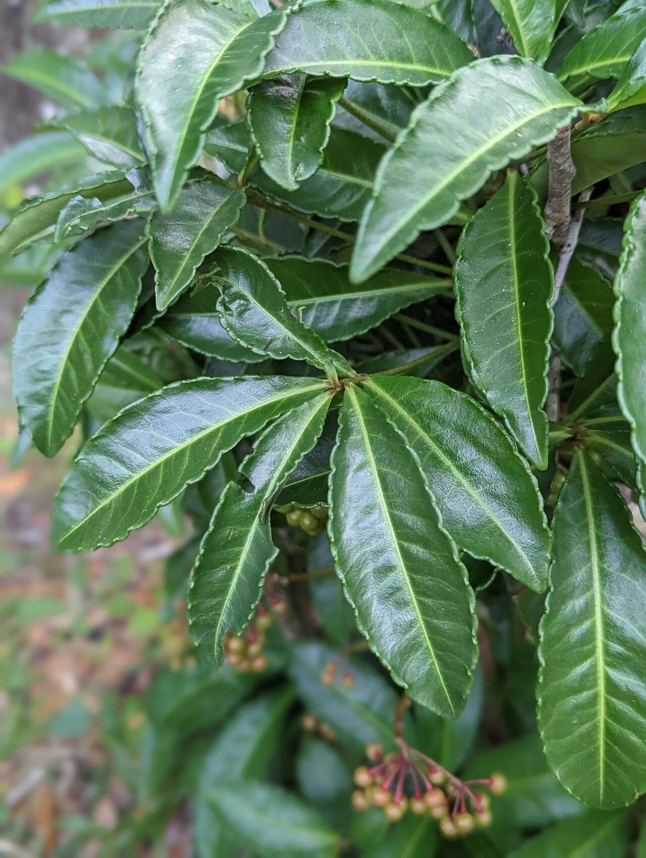 Ardisia crenata 16