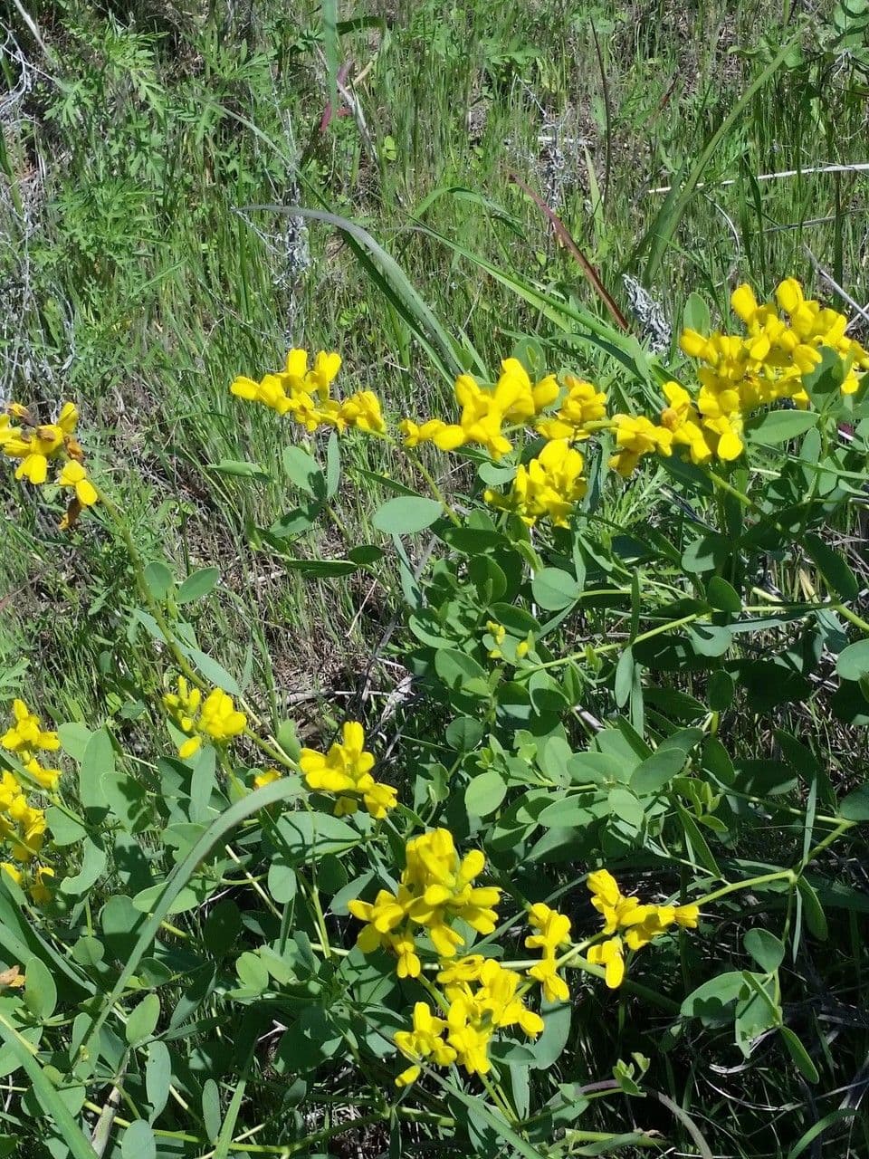 Baptisia 11