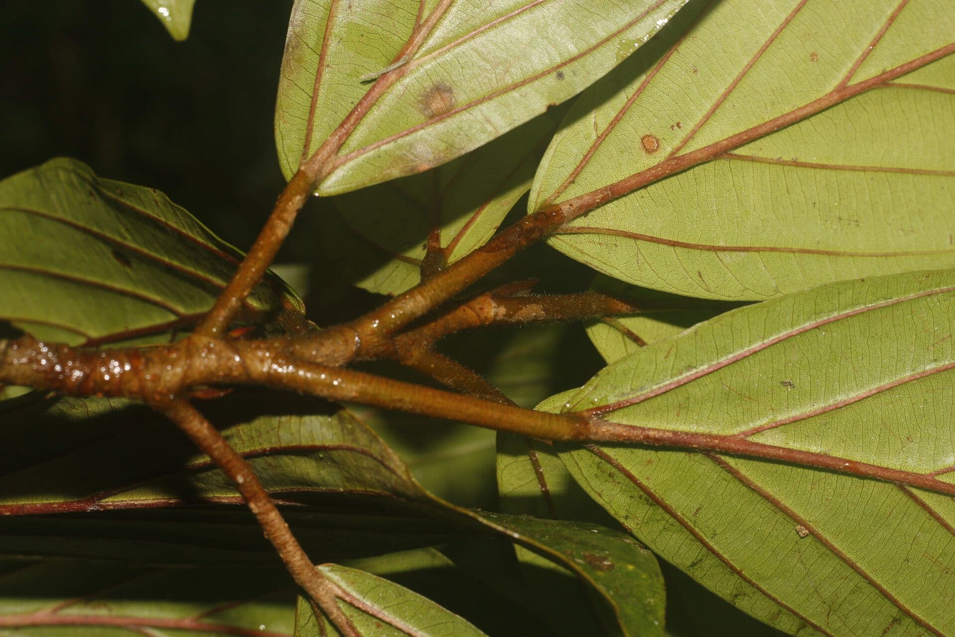 Coussapoa