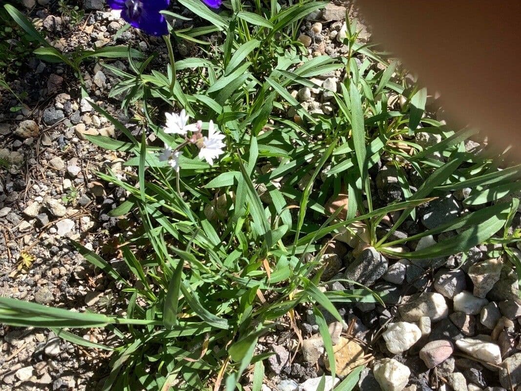Lithophragma affine 11