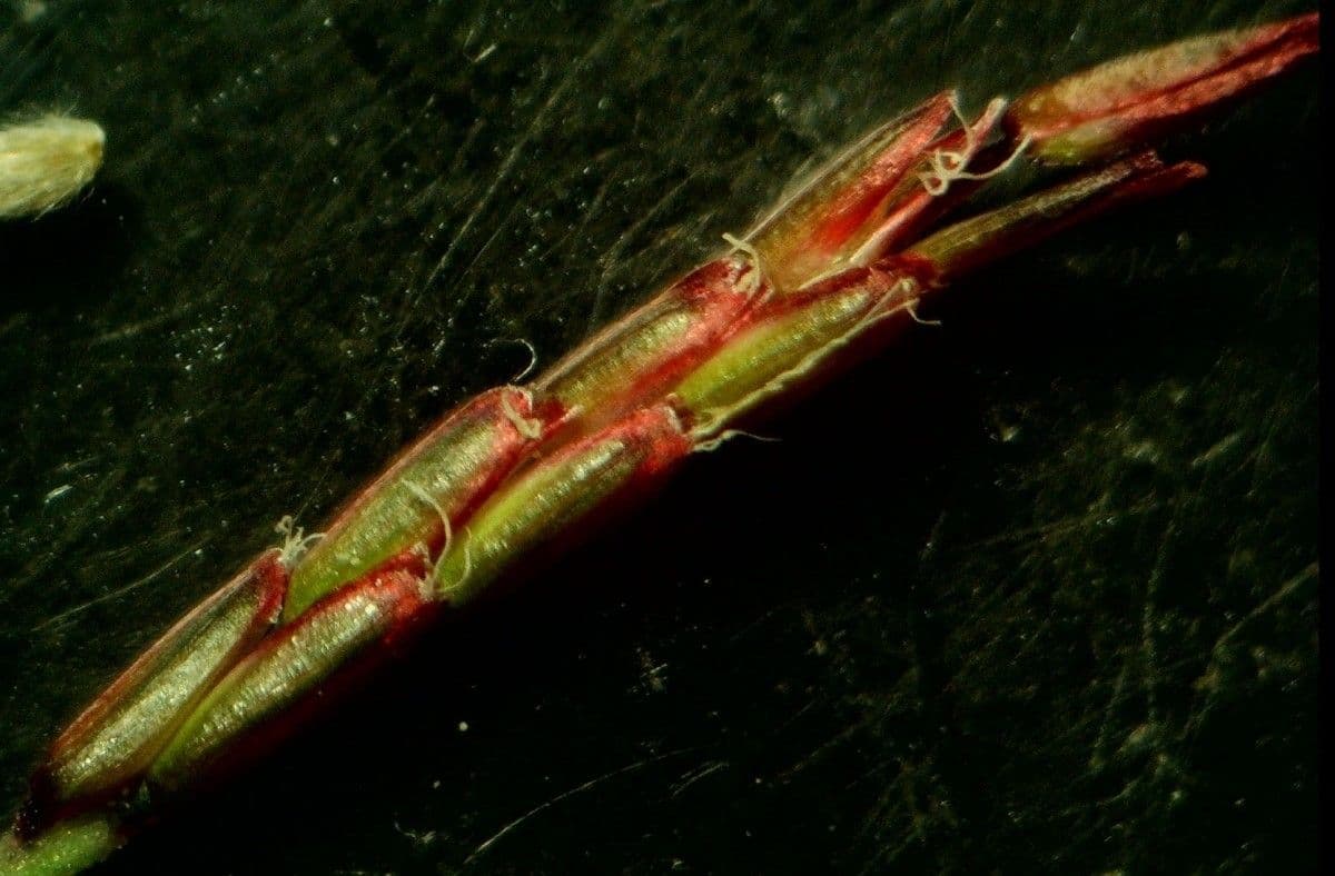 Mibora minima 21