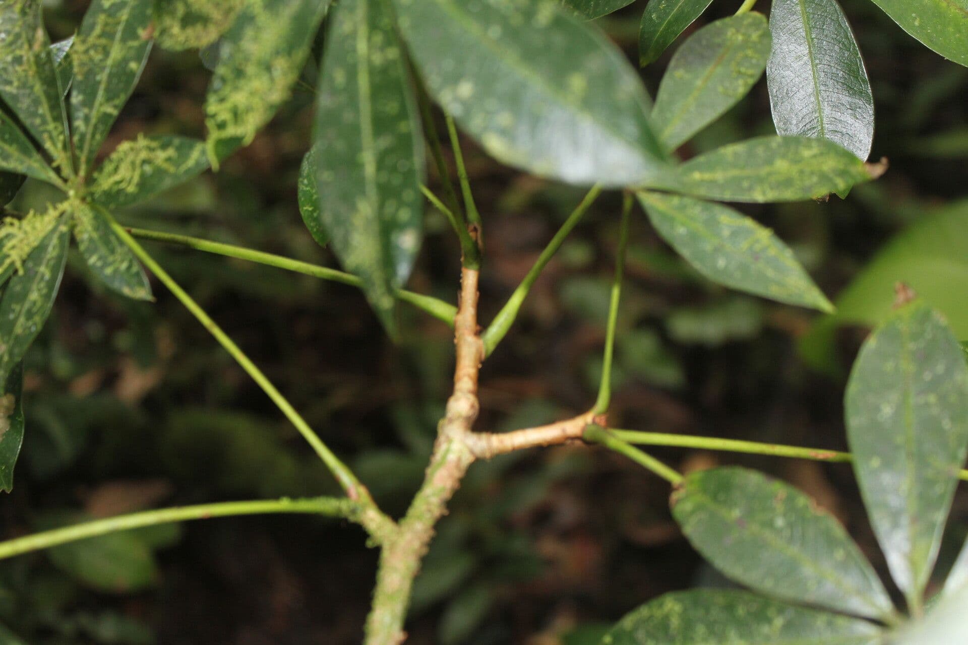 Spirotheca 19