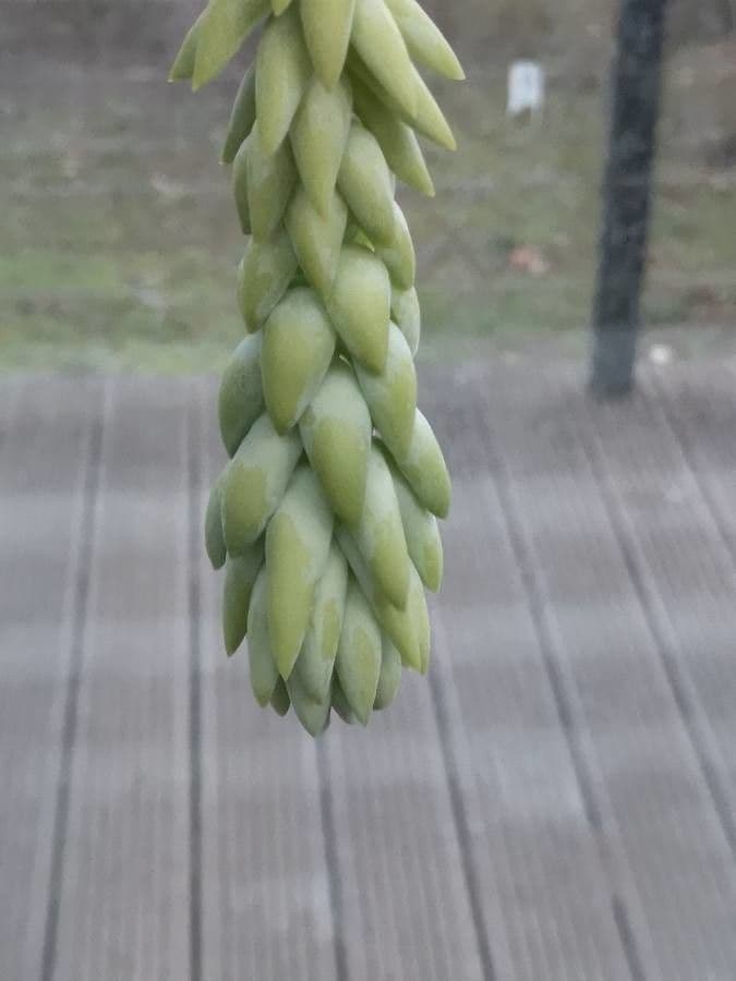 Kleinia 6