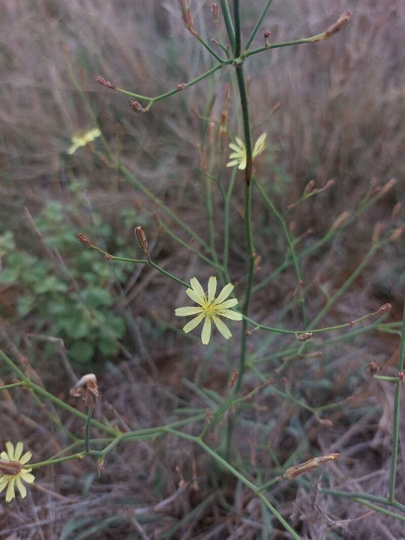 Launaea 4