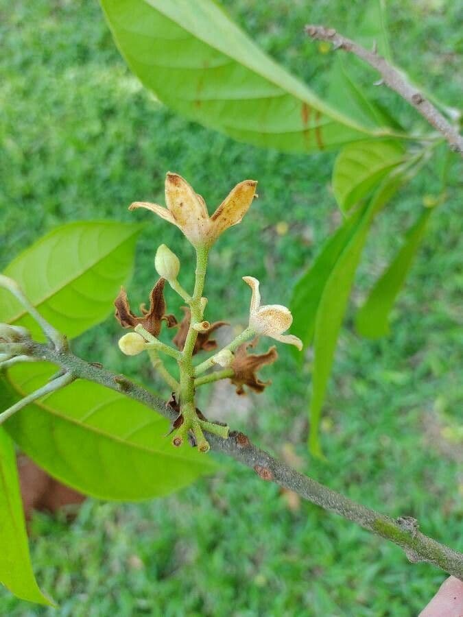 Cola acuminata 5