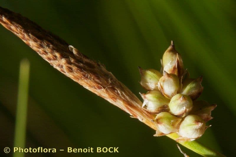 Sedge 3