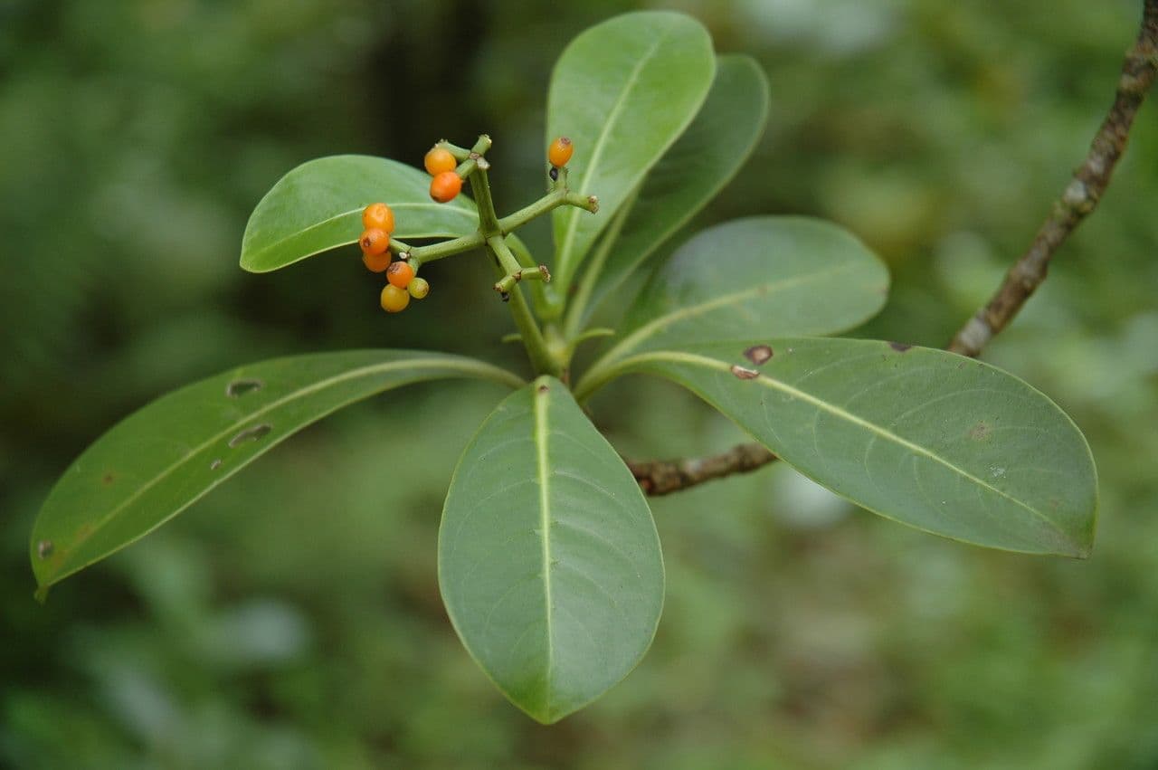 Psychotria 7