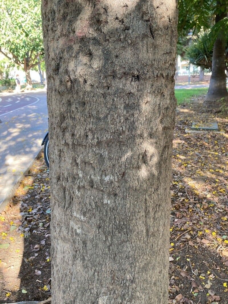 Cassia spectabilis 22