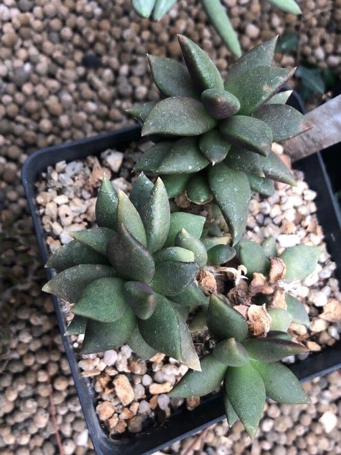 Anacampseros 2