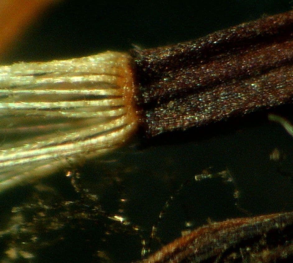 Pelosella 2