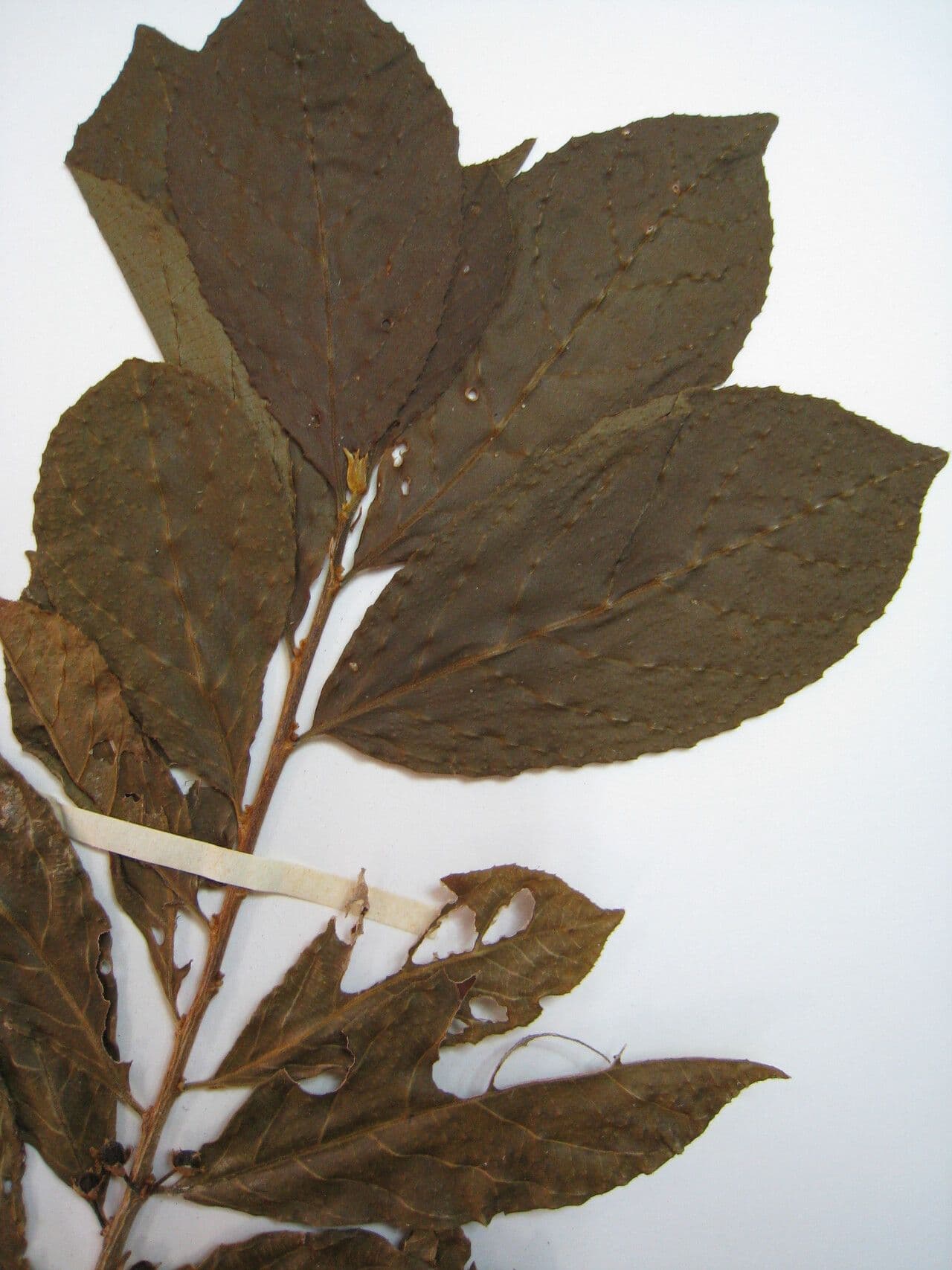 Caffè selvatico della Guiana 4