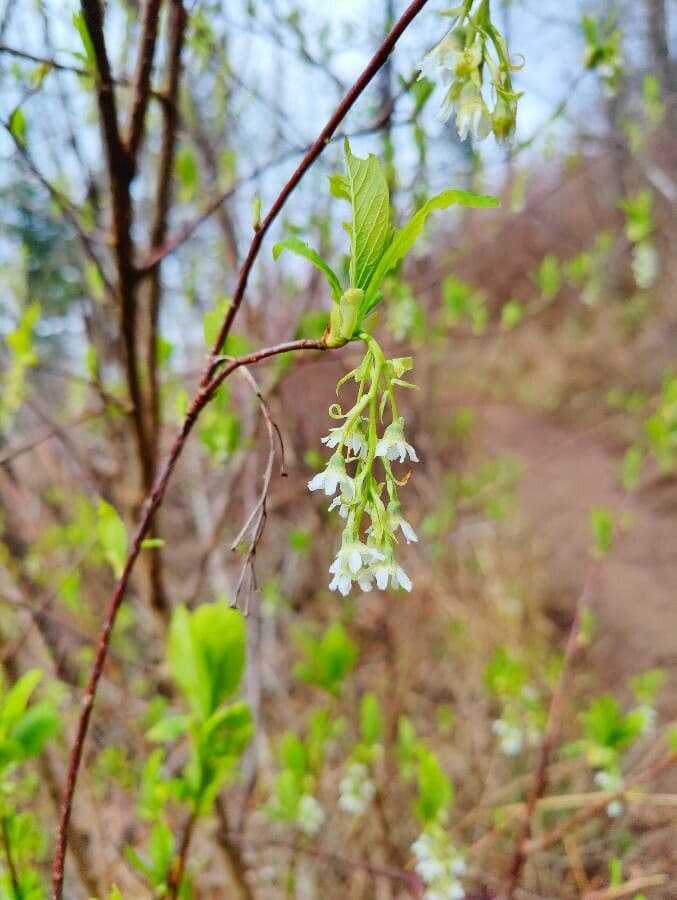 Oemleria cerasiformis