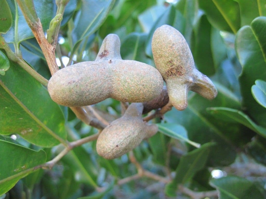 Neoarytera 2