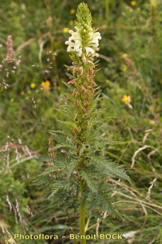 Pedicularis frondosa 24
