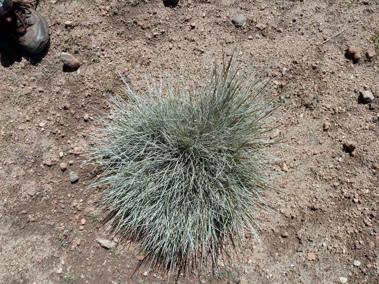 Festuca 3