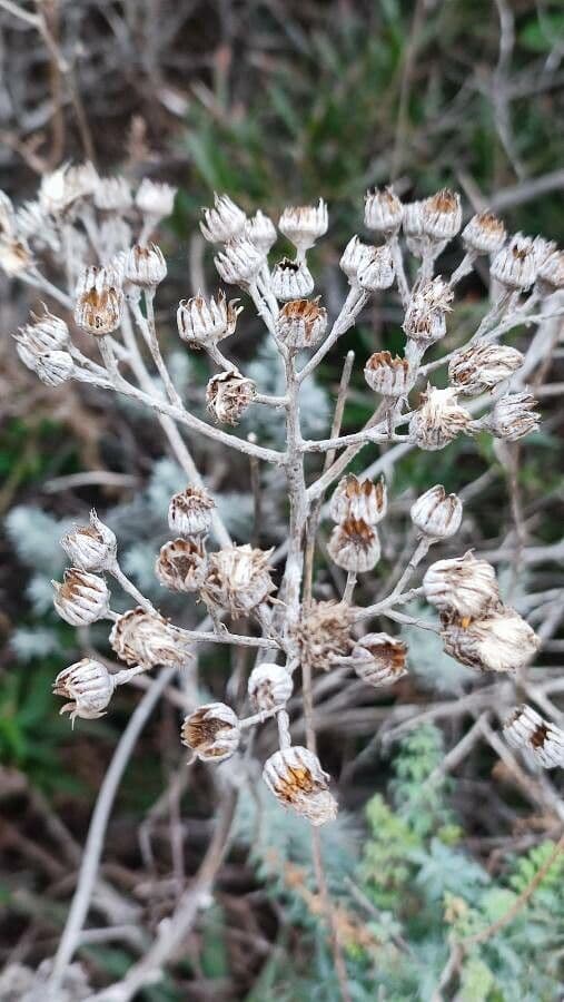 Cineraria 4