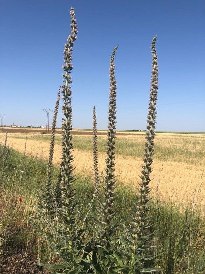 Echium 3