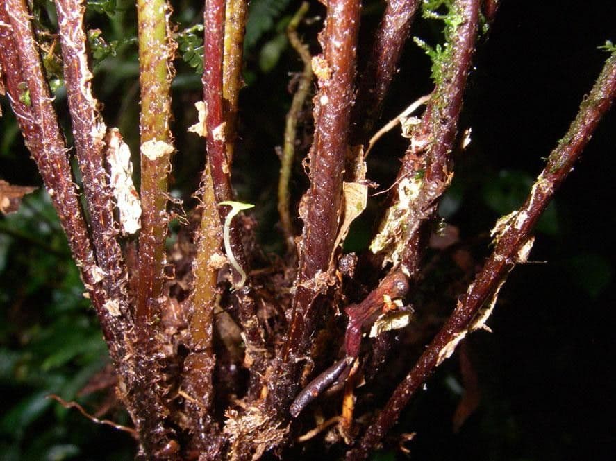 Nephrolepis 8