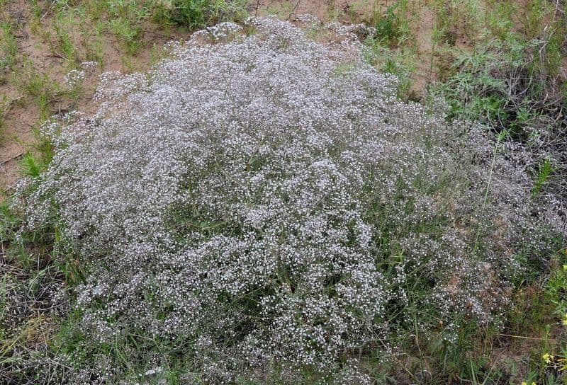 Gipsofila paniculada 11