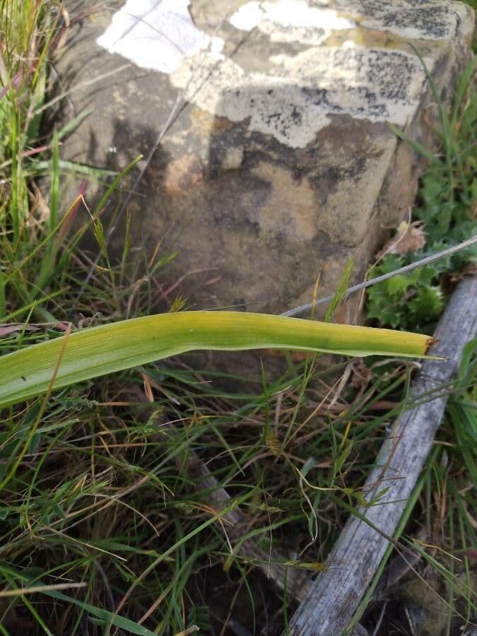 Toxicoscordion fremontii 9