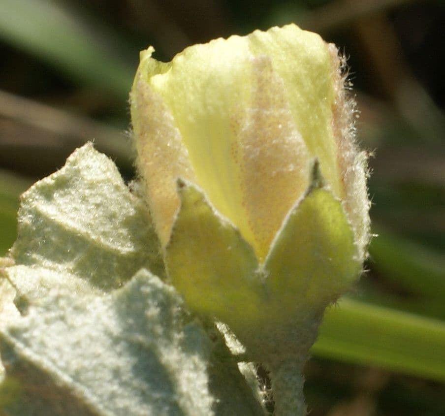 Malvella leprosa 6