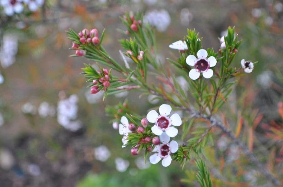 Silene gallica 18