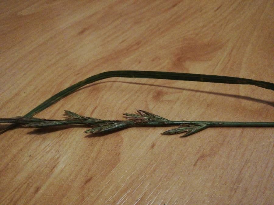 Festuca falascona 4