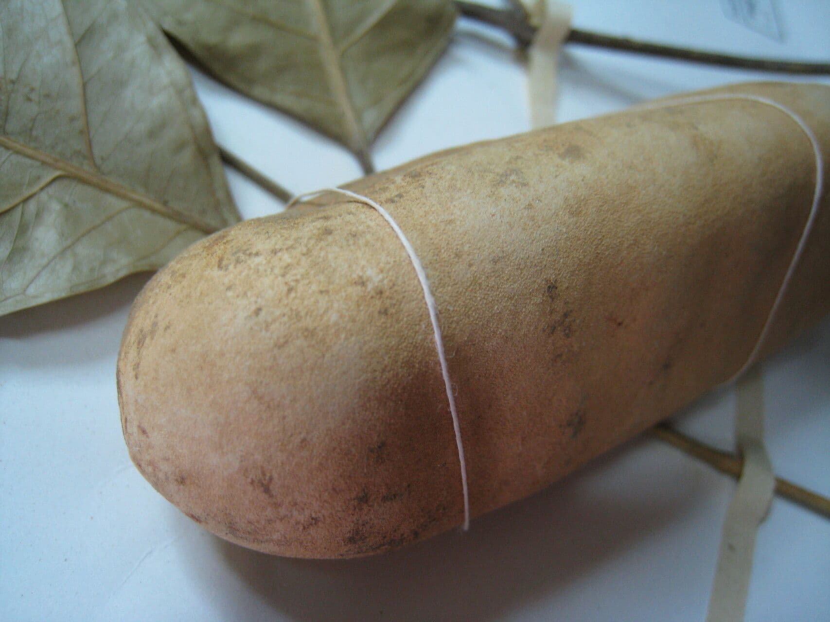 Tontelea