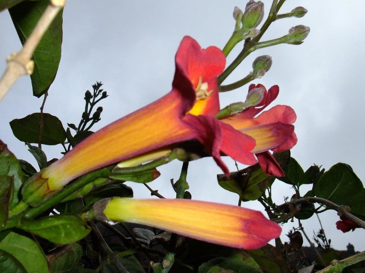 Amphilophium 4