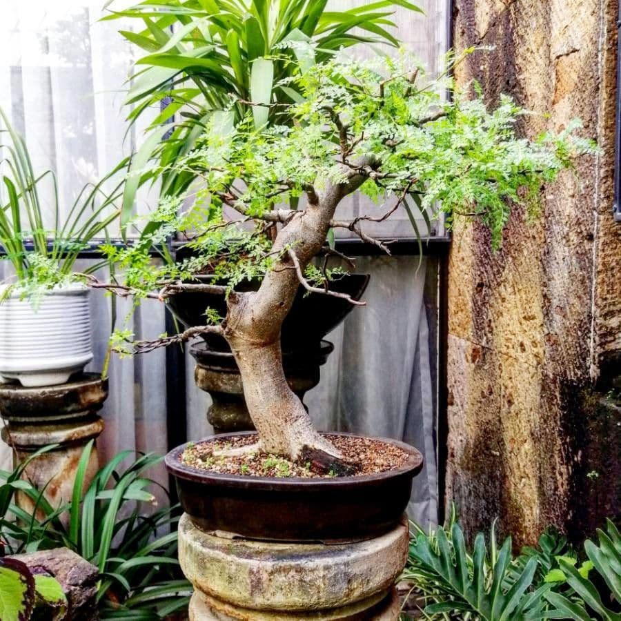 Elemi 3